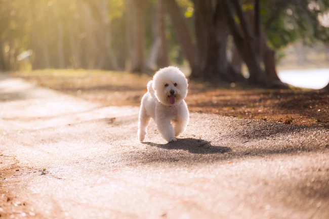 Bichon Frise