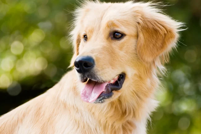 Golden Retriever