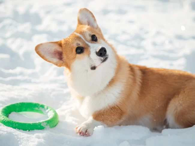 Pembroke Welsh Corgi